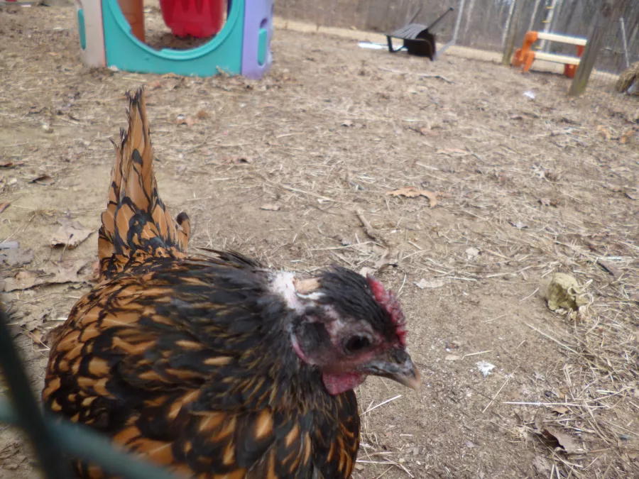 Ophelia the therapy chicken