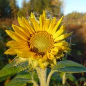 Frosty sunflower - this is how my dry winter skin feels like!