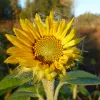 Frosty sunflower - this is how my dry winter skin feels like!